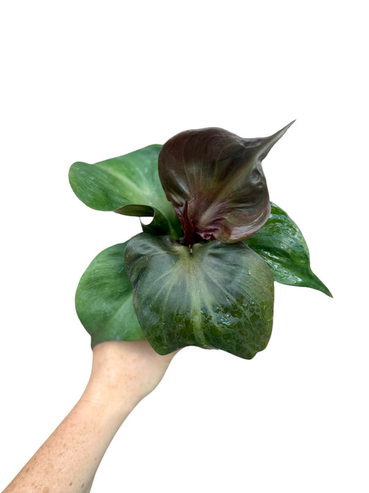 4” Philodendron Red Heart