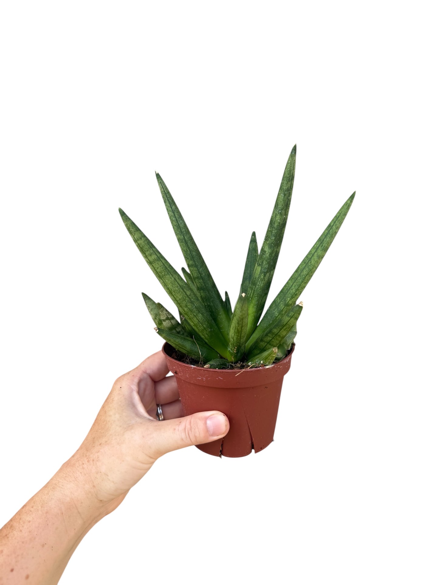 4” Sansevieria Cylindrica