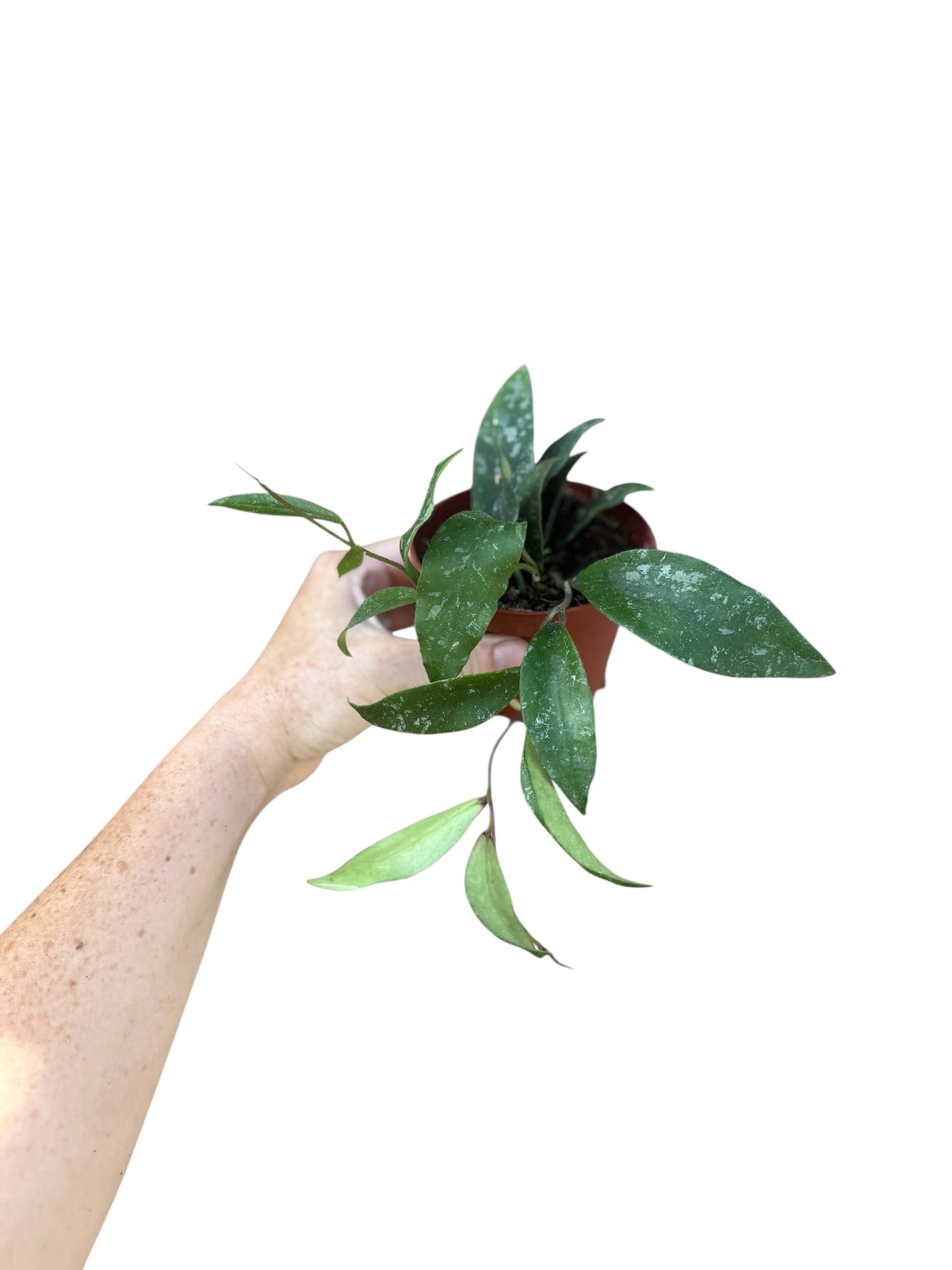 4” Hoya Phuwuaensis