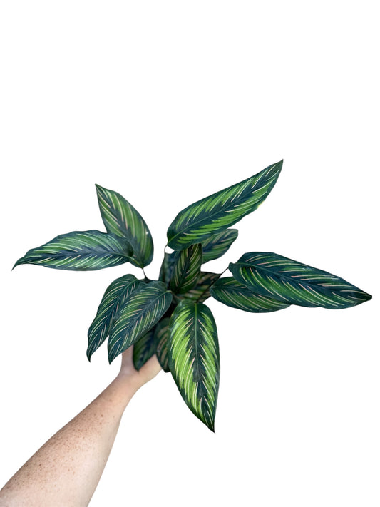 4” Calathea Beauty Star