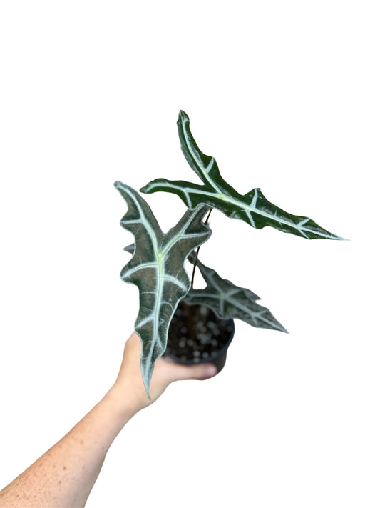 4” Alocasia Nobilis
