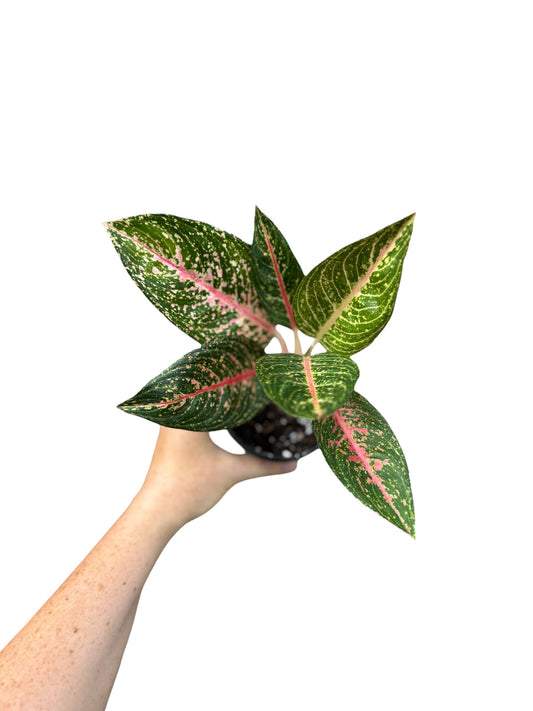 4” Aglaonema Black Legacy