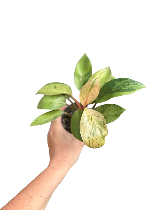 4” Philodendron Congo Mint Marble