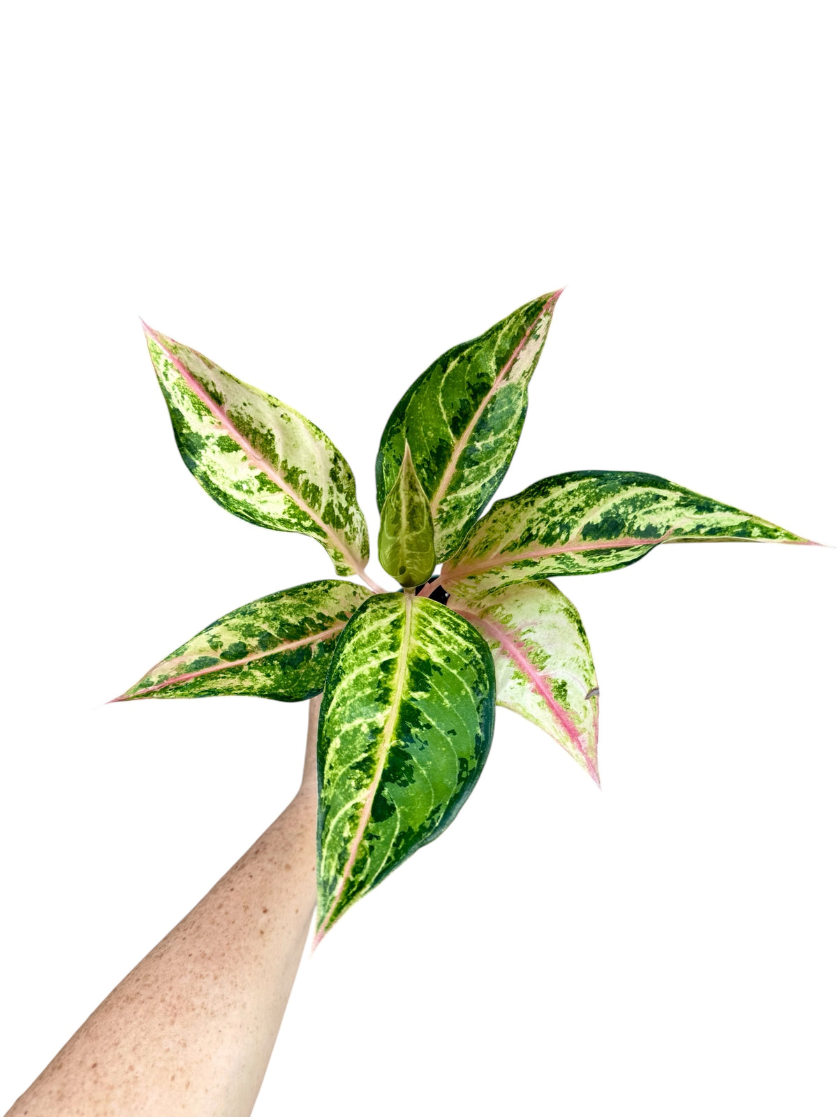 4" Aglaonema Aladdin