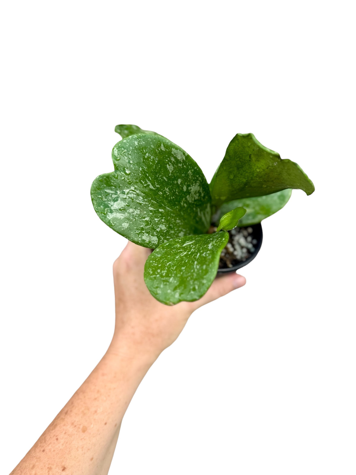 4” Hoya Kerrii Splash