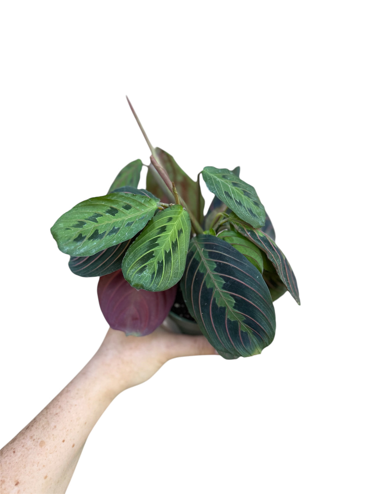 4” Red Maranta