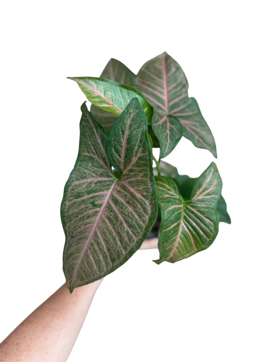 4” Syngonium Pink Splash Allusion