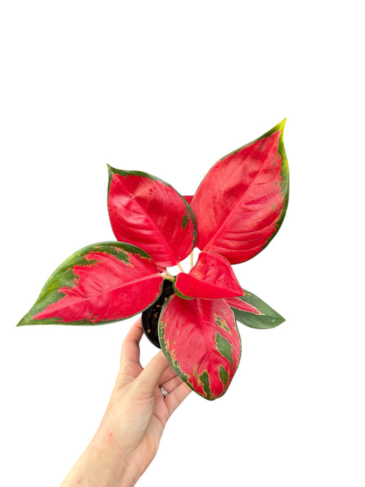 4” Aglaonema Suksom