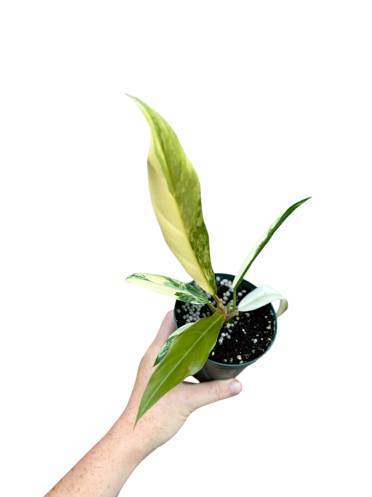4" Philodendron Caramel Marble