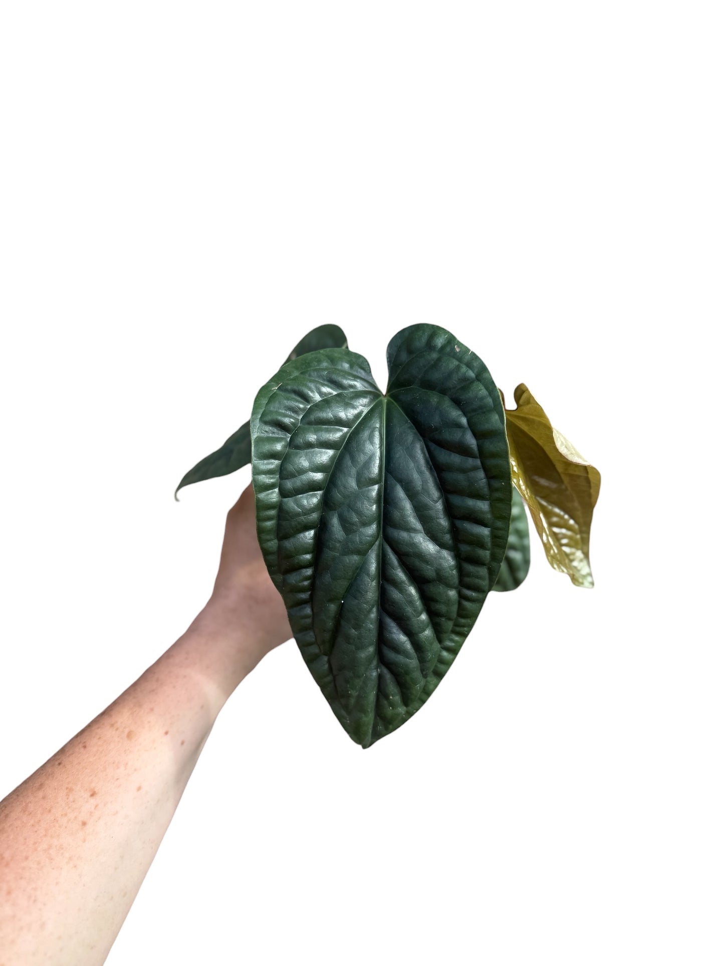 4” Anthurium Radican x Luxurian