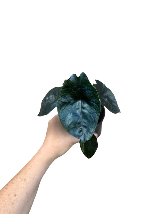 4” Alocasia Azlanii Hybrid