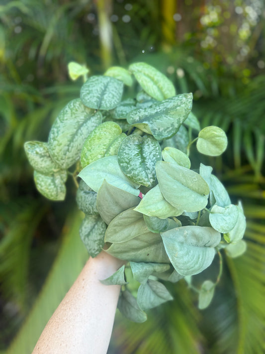 4” Scindapsus Bundle