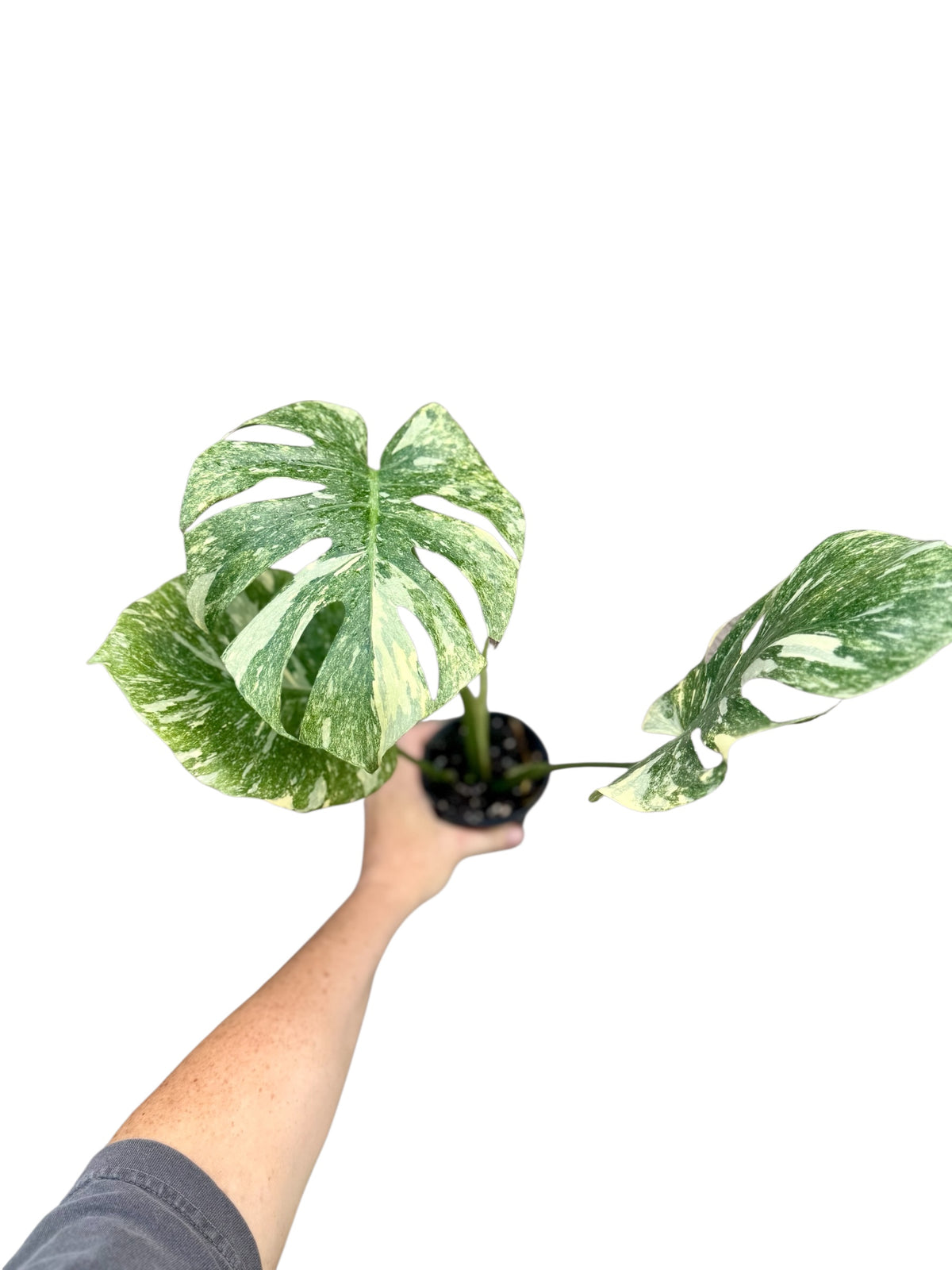 4” Monstera Legacy
