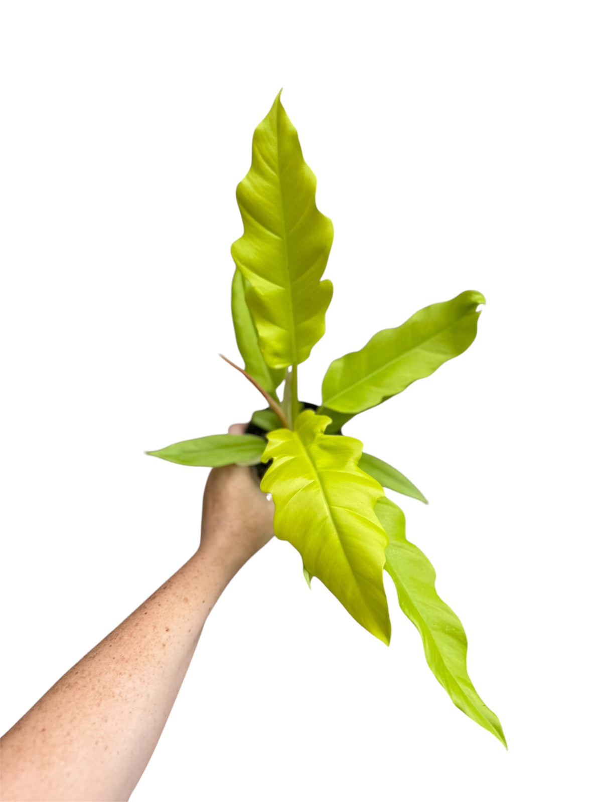 4” Philodendron Golden Crocidile