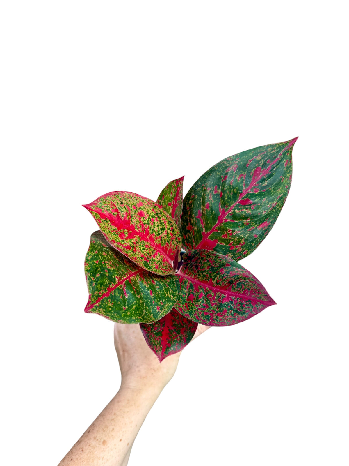 4" Aglaonema Red Stardust