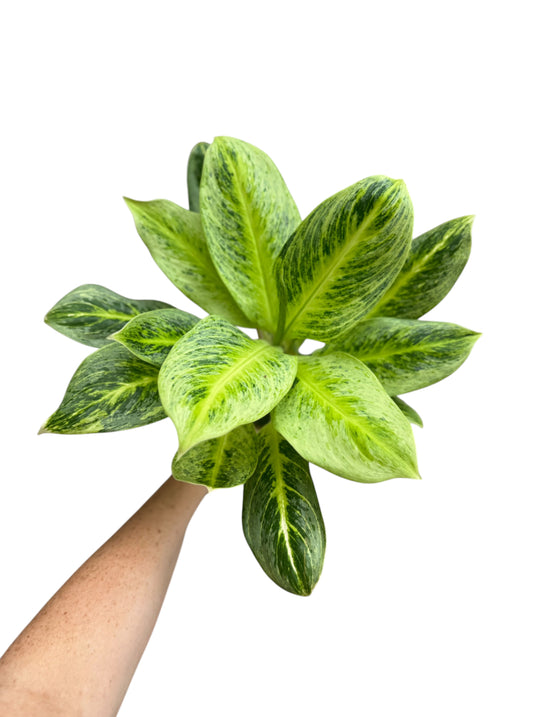 4” Aglaonema Honey Lemon