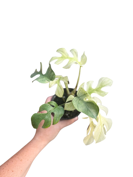 4” Rhaphidophora Tetrasperma Devil Monster