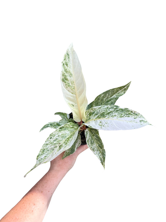 4” Anthurium Hookeri Variegated