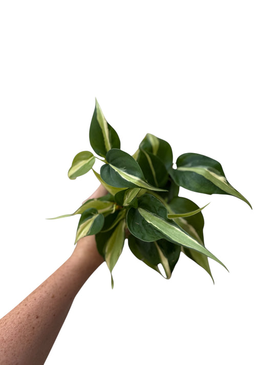 4” Philodendron Silver Stripe