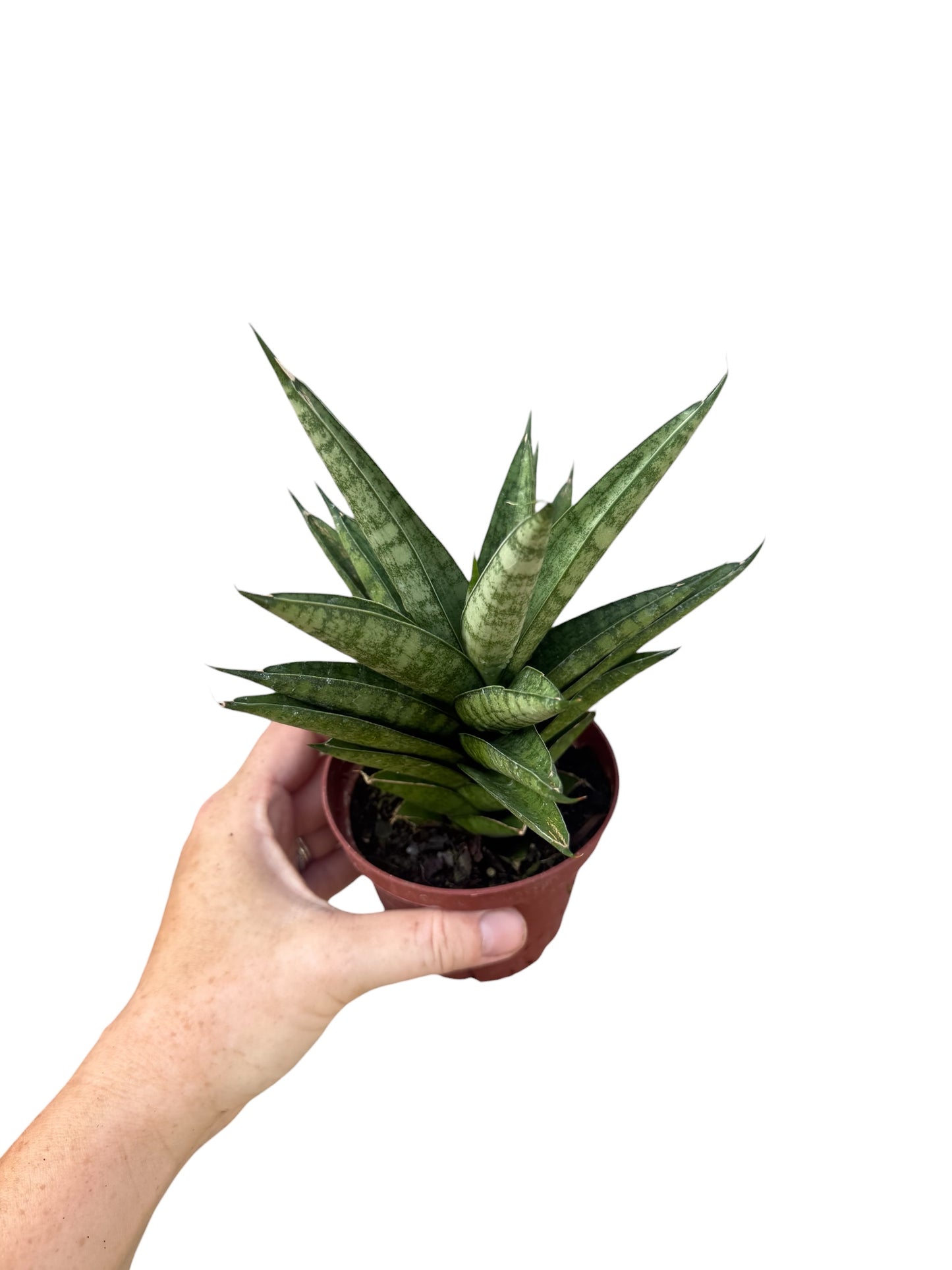 4” Sansevieria Assorted