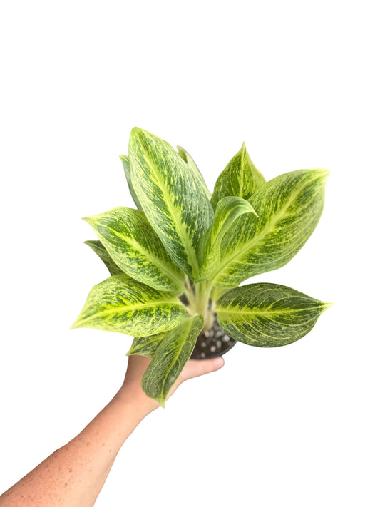 4” Aglaonema Honey Lemon