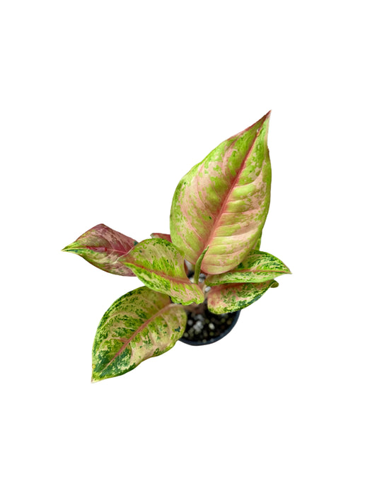 4” Aglaonema Light of Diamond