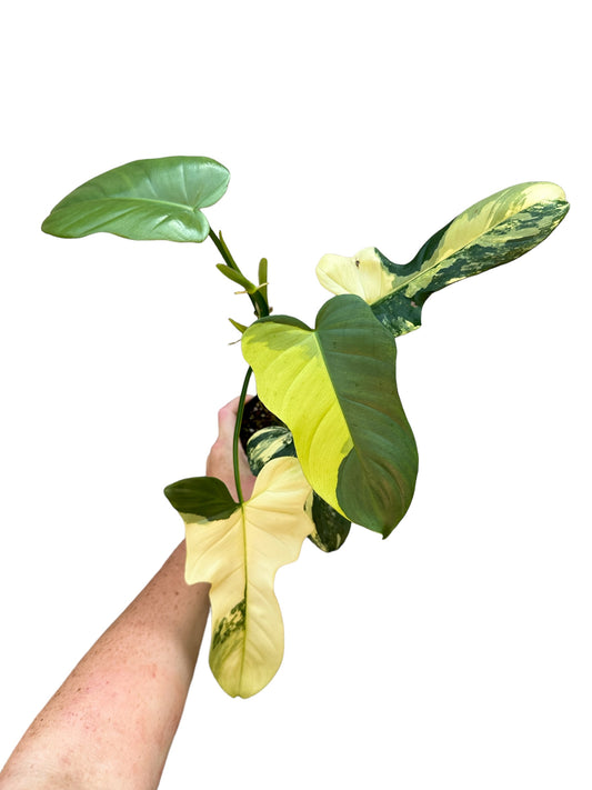 4” Philodendron Bippenifolium Variegated