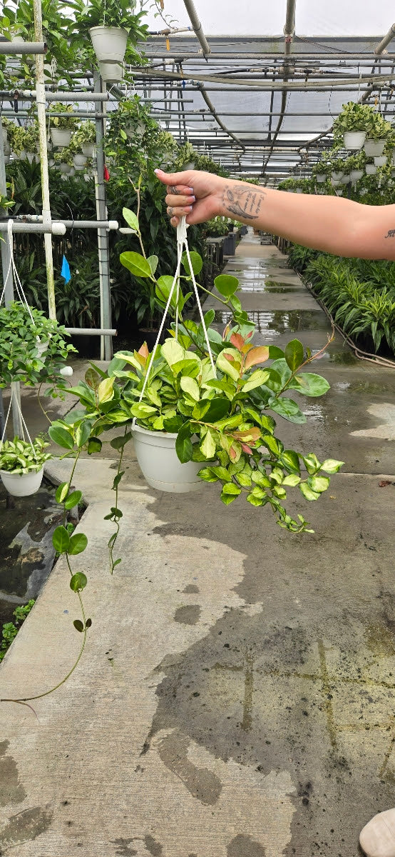 8” Hoya Hanging Baskets