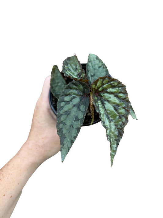 4” Begonia Lucifer