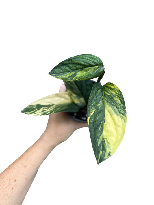 4” Monstera Peru Variegated
