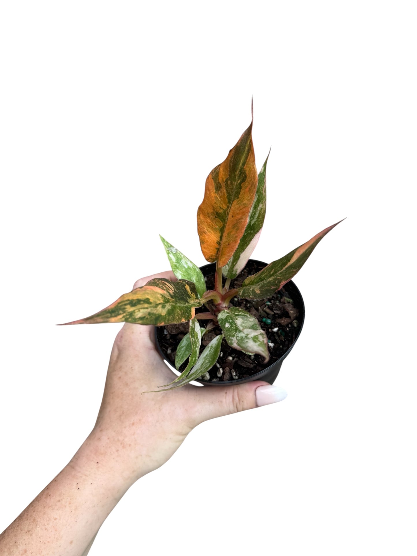 4” Philodendron Caramel Marble ‘Heatwave’