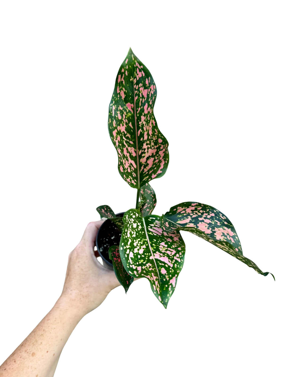 4" Aglaonema Pink Dalmatian