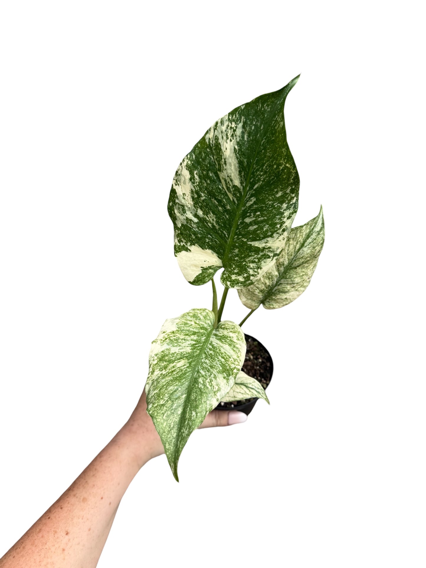 4” Monstera Mint