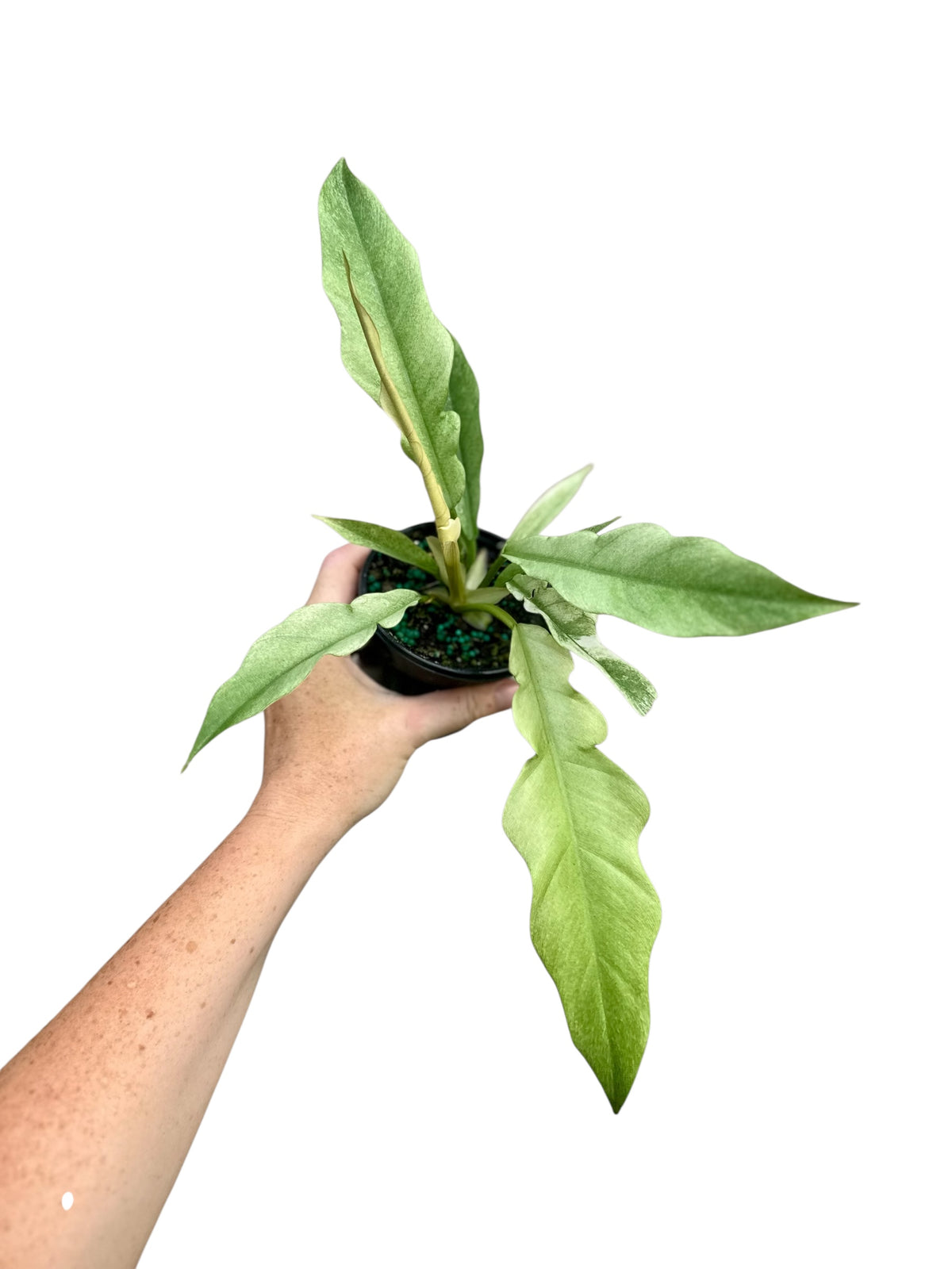 4” Philodendron Pluto Mint