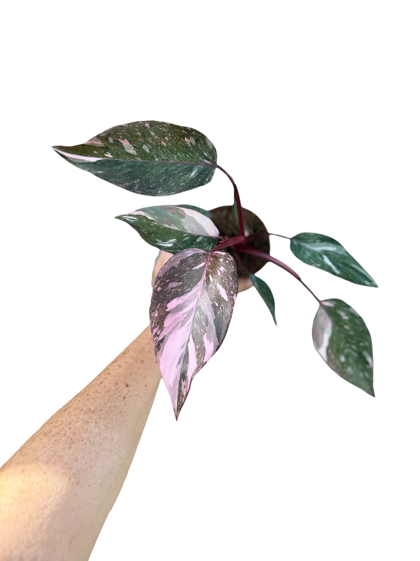 4” Philodendron Pink Niaomi
