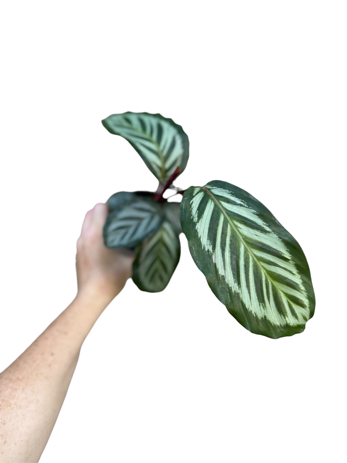 4” Calathea Roseopicta