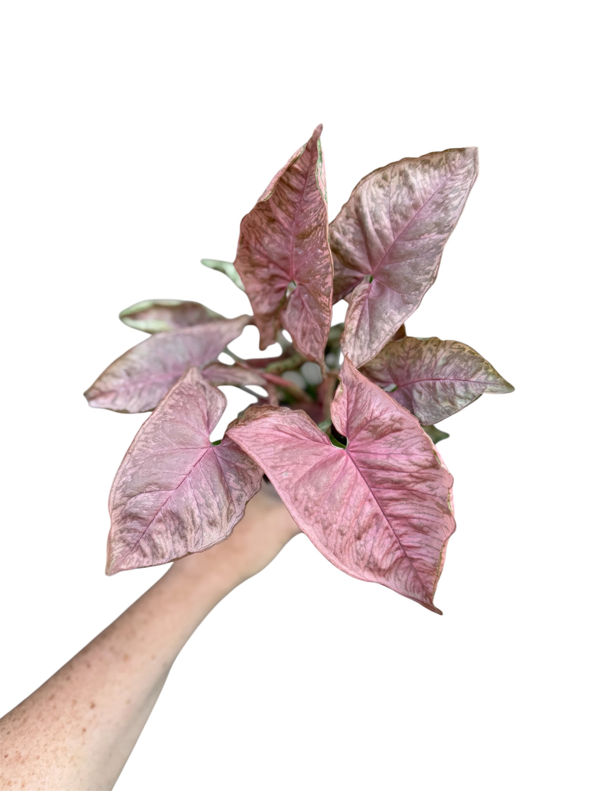 4” Syngonium Double Pink