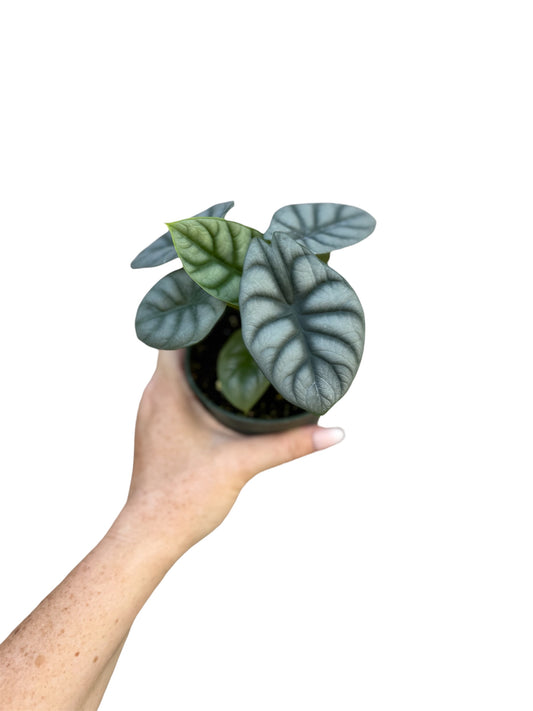 4” Alocasia Silver Dragon