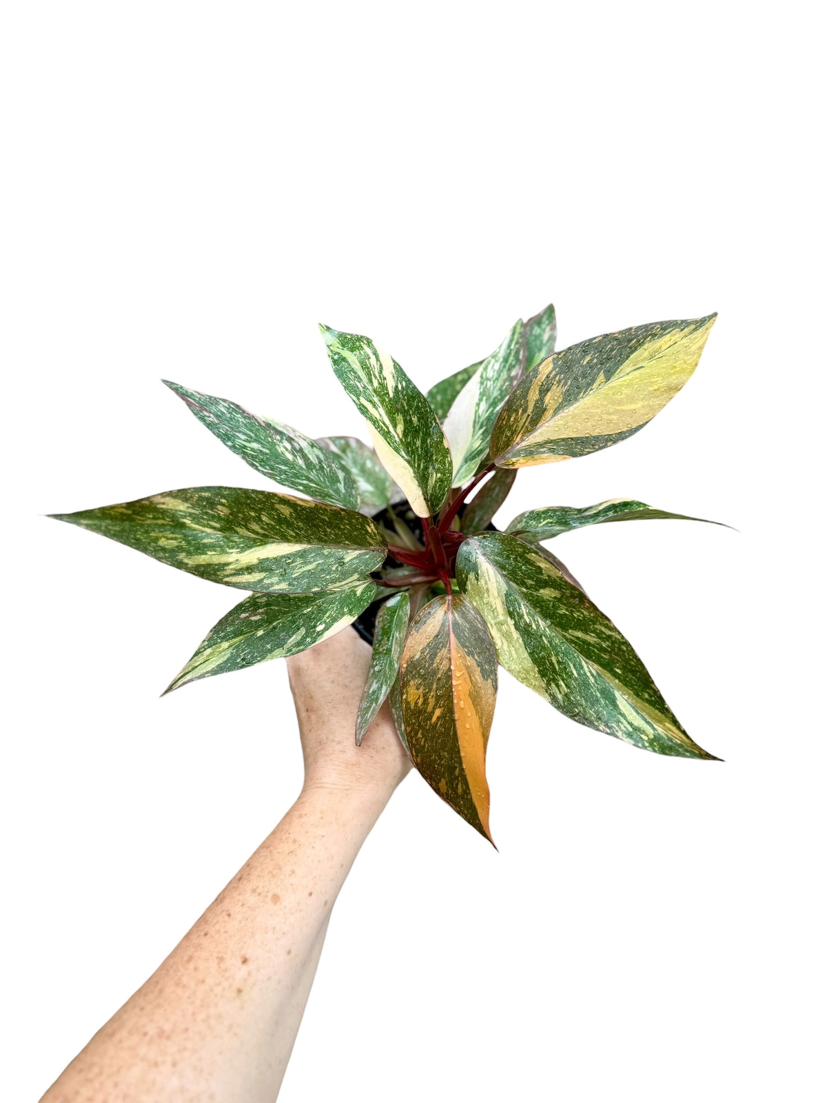 4" Philodendron Orange Princess Galaxy