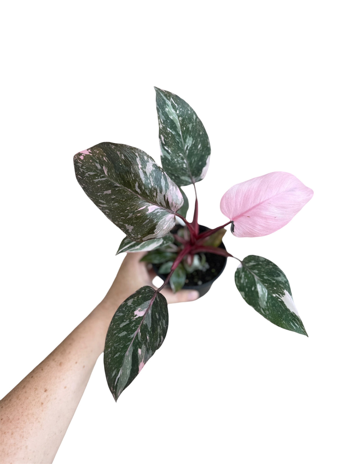 4” Philodendron Pink Princess Galaxy