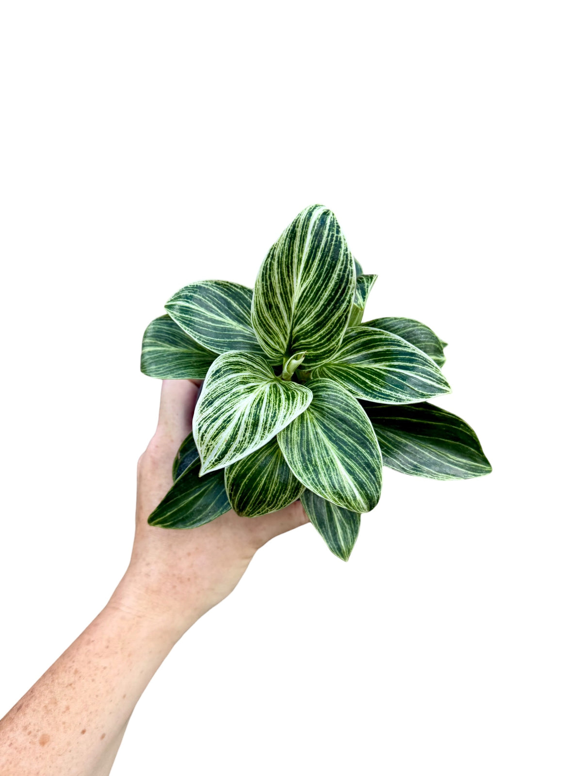 4" Philodendron Birkin Galaxy