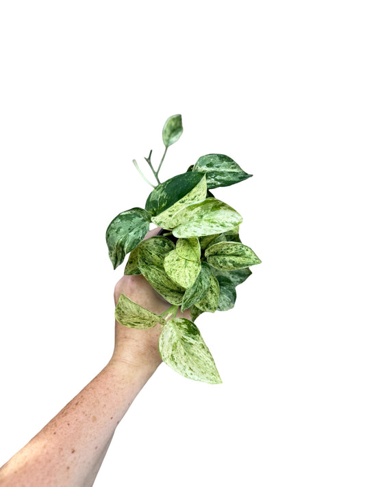 4” Scindapsus Marble Queen