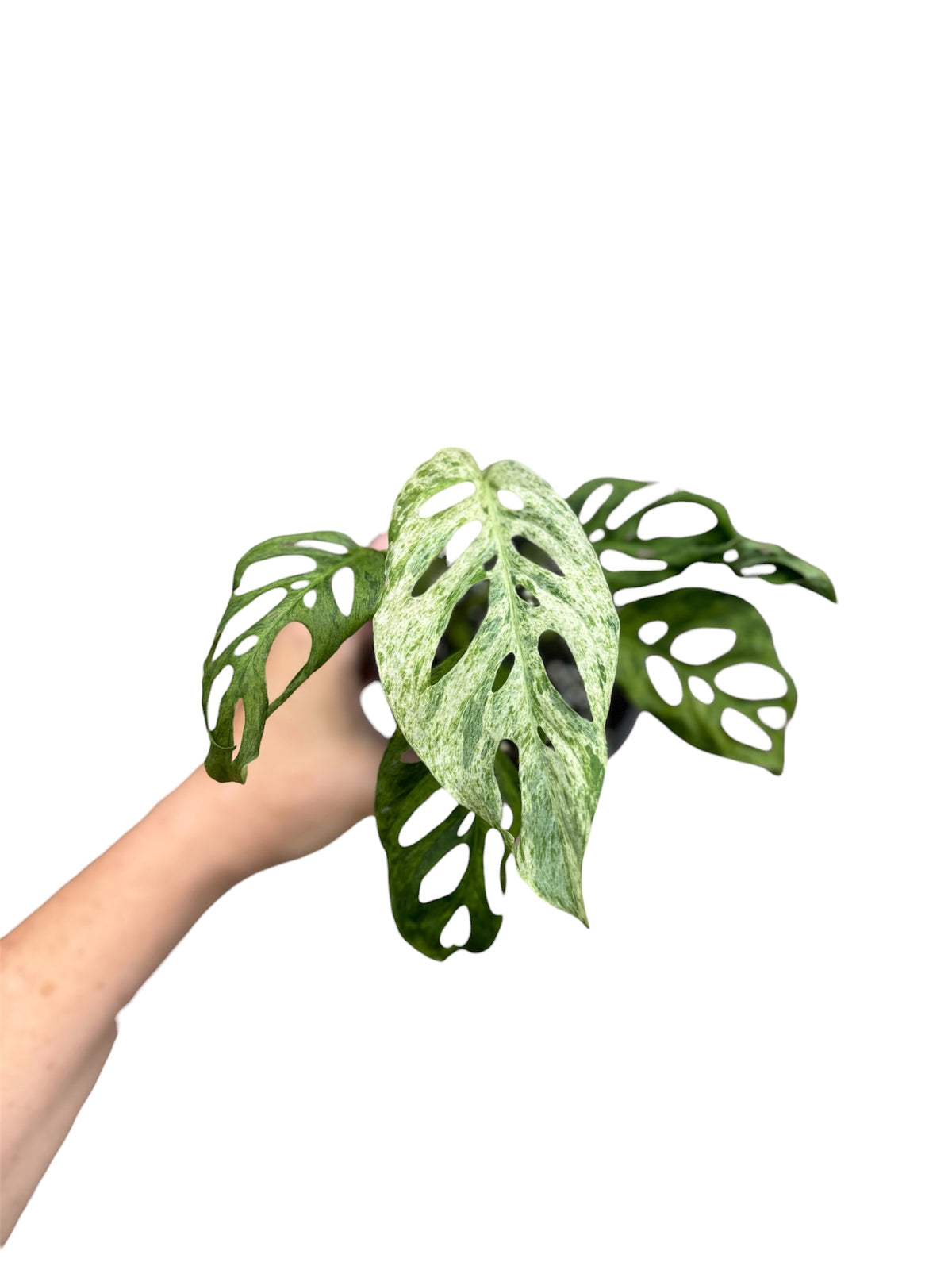 4” Monstera Adansonii Mottled
