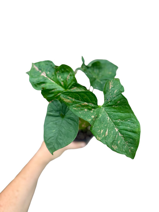 4” Syngonium Pink Splash Allusion