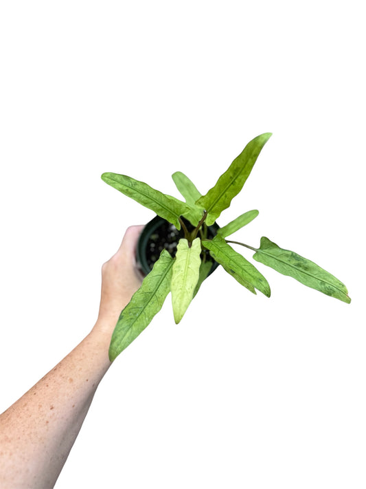 4” Alocasia Lauterbachiana Mint
