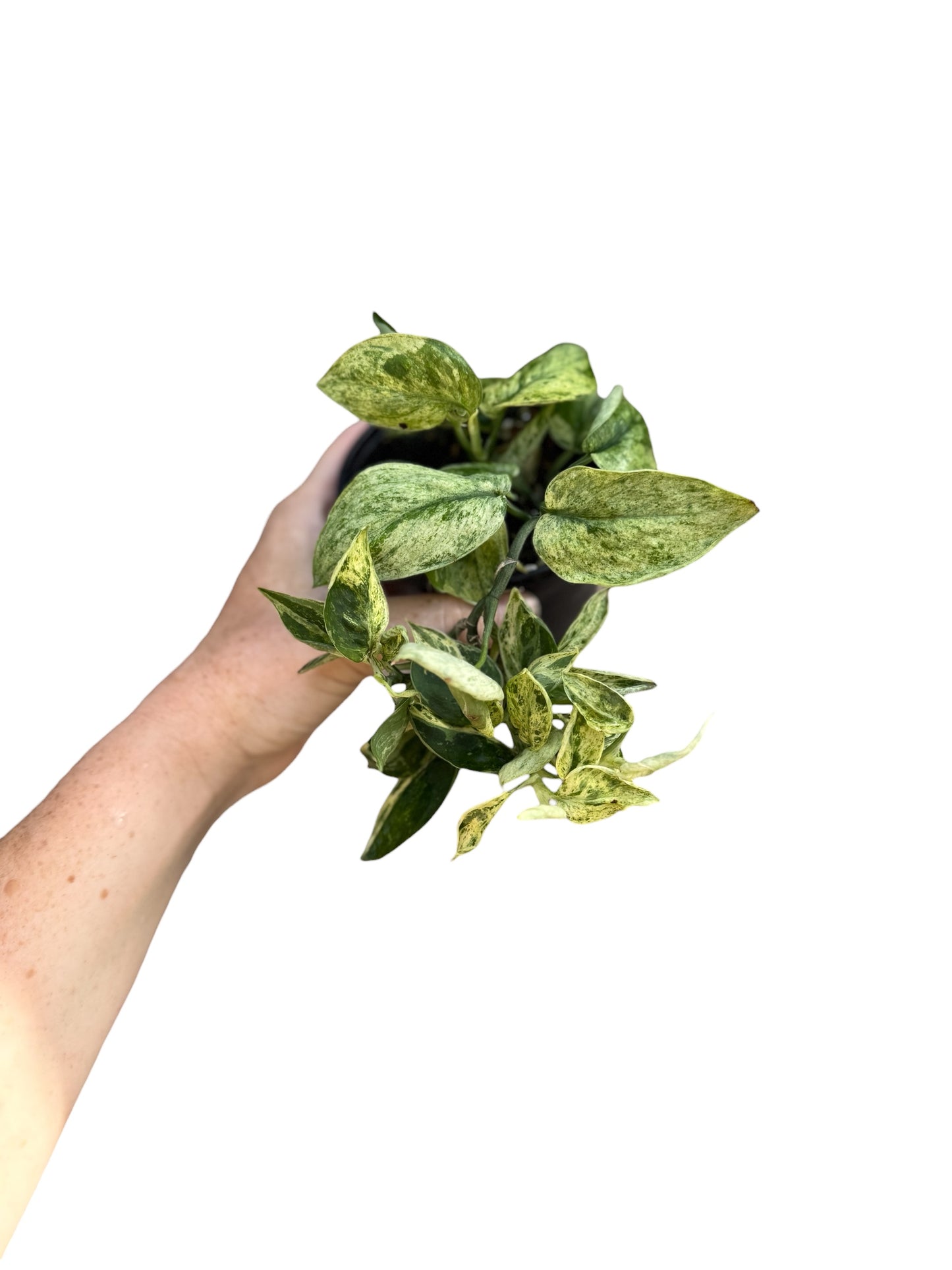 4” Scindapsus Marble Queen