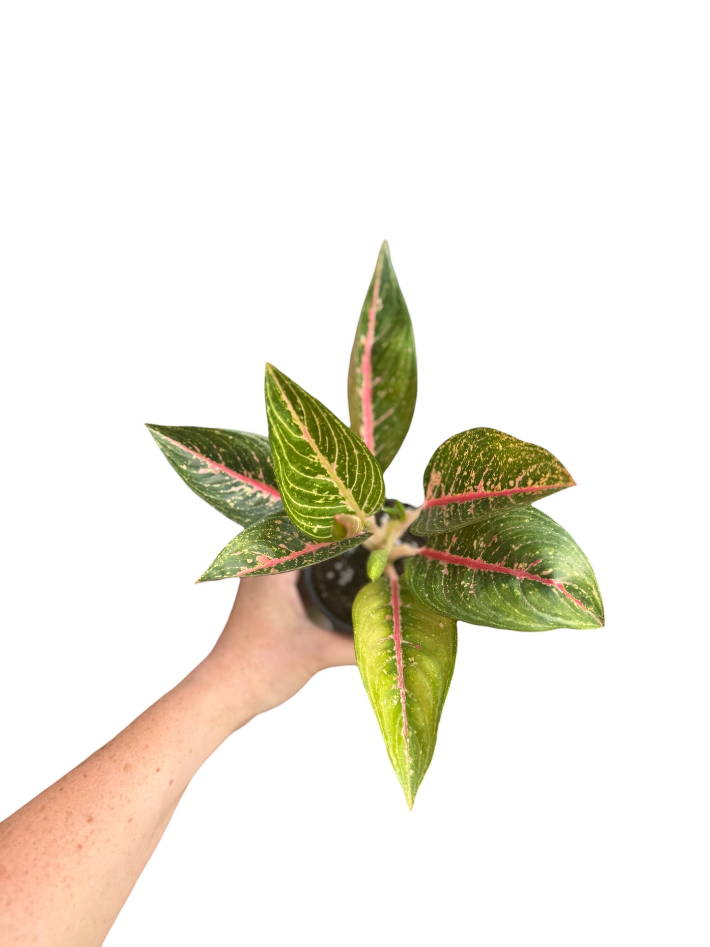 4” Aglaonema Black Legacy