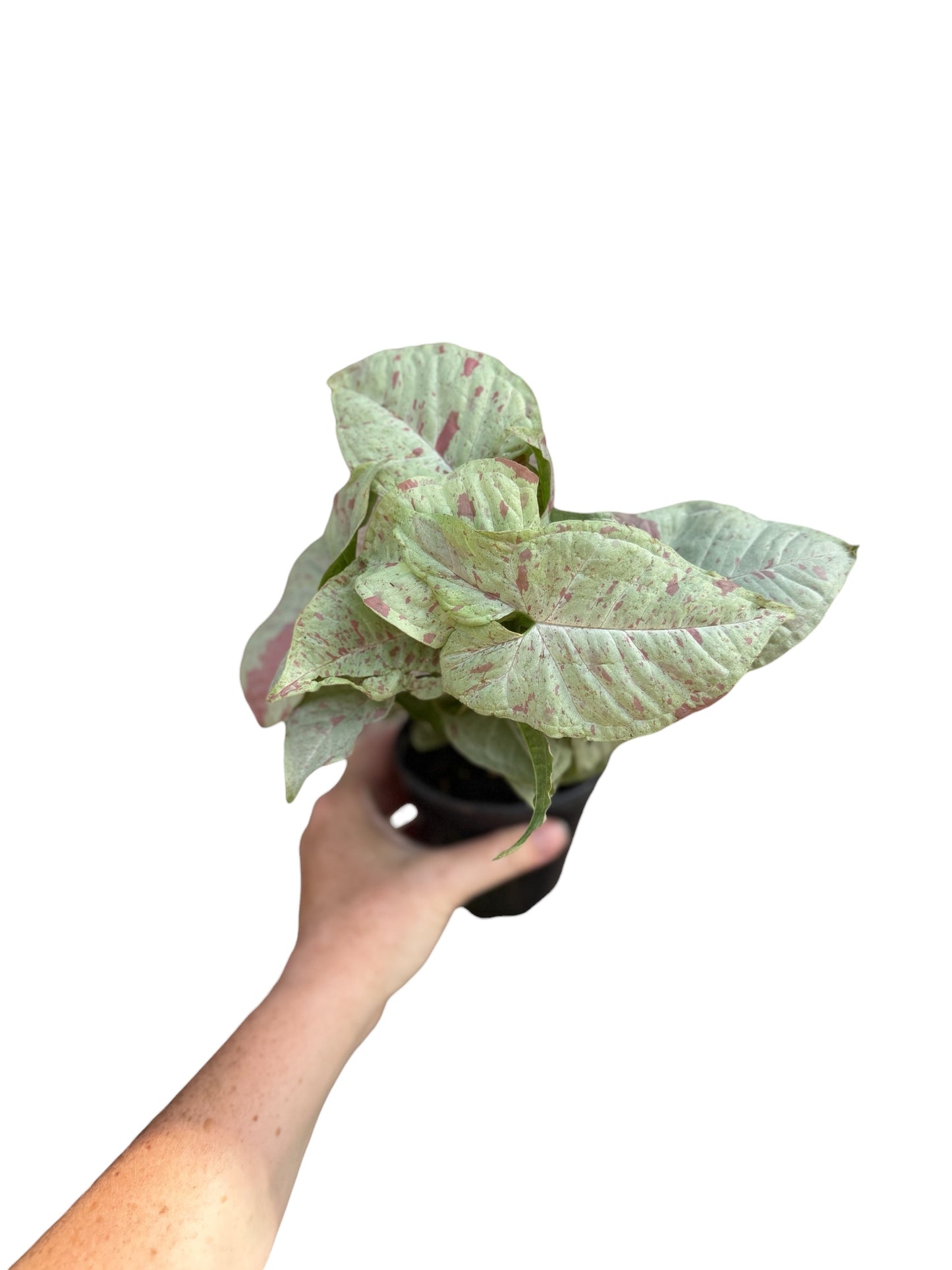 4” Syngonium Milk Confetti