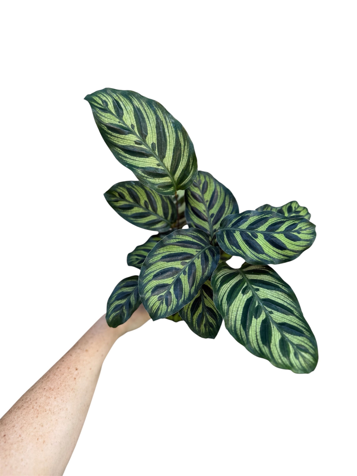 4” Peacock Calathea