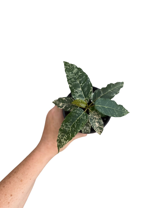 4” Ficus Aspera